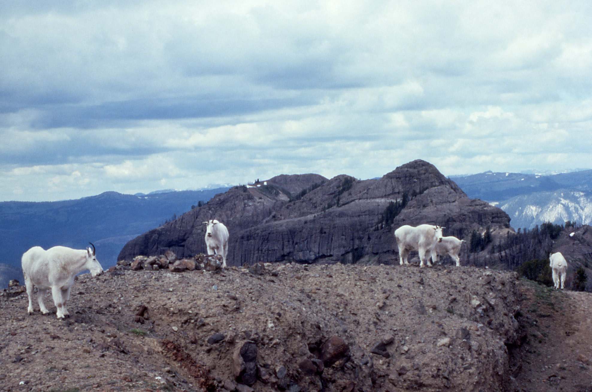 Sheep And Mountain Goat Research Robert Garrott Phd Montana State